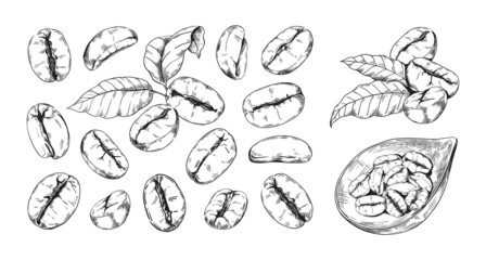 Hand drawn coffee beans. Engraved arabic seeds for barista shop menu and beverage packaging. Espresso ingredient. Sketch of different roasted grains or leaves. Vector plant elements set