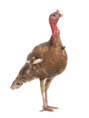 brown turkey isolated on white background