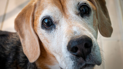 a sweet beagle dog portrait