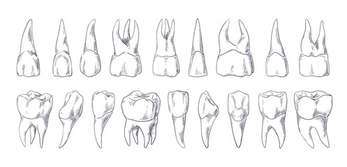 Teeth sketch. Hand drawn different types of human tooth collection. Dentist graphic template. Engraving fangs and molars. Dental oral care. Toothache treatment. Vector stomatology set - obrazy, fototapety, plakaty