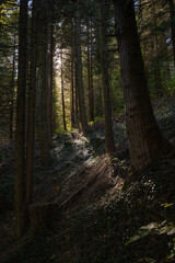 au coeur de la Forêt sombre