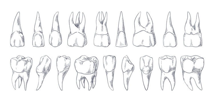 Teeth sketch. Hand drawn different types of human tooth collection. Dentist graphic template. Engraving fangs and molars. Dental oral care. Toothache treatment. Vector stomatology set