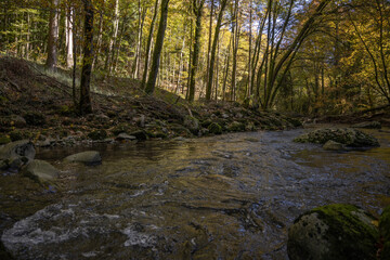 rivière dans le bois