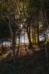 Fototapeta premium lisière de la Forêt sombre