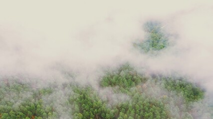 Obraz na płótnie Canvas Lower Clouds Moving Above Autumn Pine Forest. Aerial View 4K Flight Above Amazing Misty Forest Landscape. Scenic View Of Autumn Foggy Morning In Misty Forest Park Woods. Nature Elevated View