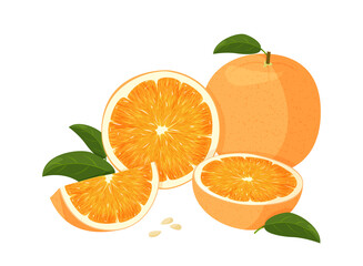Orange whole and slice of oranges with green leaves. Vector illustration of oranges isolated on white background.