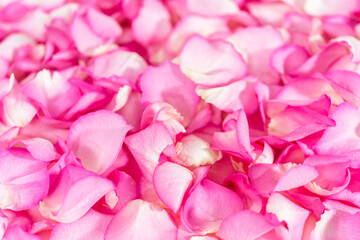 Rose petals