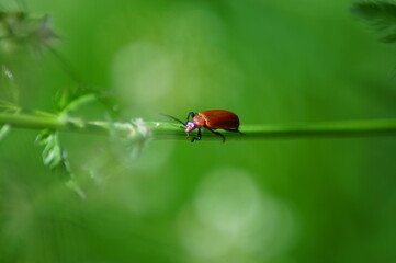 red headed fire beetle walks in the grass