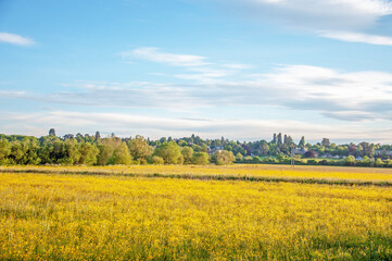 Buttercups in the summertime meadow.