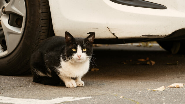 black and white cat sits on the street near the car and waits for the owner