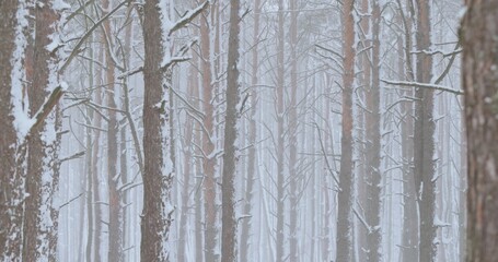 4K Beautiful Snowy White Forest In Winter Frosty Day. Snowing In Winter Frost Woods. Snowy Weather....