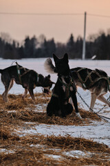 The Northern sled dog breed Alaskan Husky is chained to steak out in snow in winter before start of race. Athletic mestizos are sitting resting and gaining strength and energy. Sniffs snow and walks.