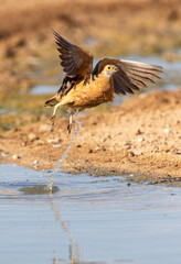 Burchell's Sandgrouse in the Kgalagadi
