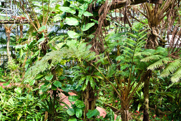 The tropical plants in botanical garden.