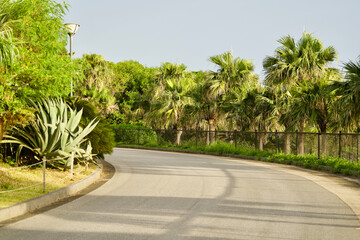 One Asphalt road with tropical trees at National Okinawa Park.