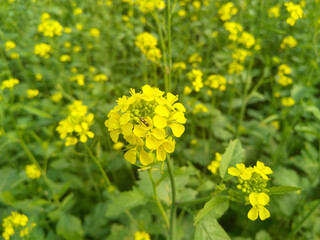 Rapeseed (Brassica napus) – Flower of Mustard plant