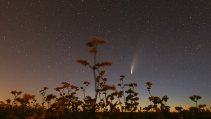 Obraz na płótnie Canvas Comet Neowise C 2020 F3 In Night Starry Sky Above Flowering Buckwheat. Night Stars In July Month. Comet At A Distance Of 104 Million Kilometres. 4K Timelapse Hyperlapse Hyper lapse, motion