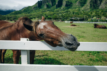 Horse ranch Kualoa Ranch Oahu Hawaii