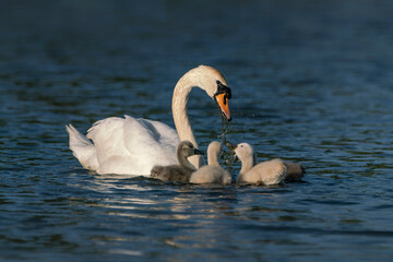 Mother Mute Swan (Cygnus olor)  feed her  chicks  cubs. Gelderland in the Netherlands.                               