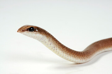 Rufous Beaked Snake // Schnabelnasennatter (Rhamphiophis rostratus)