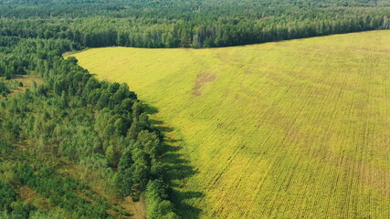 Fototapeta premium Aerial View Of Corn Maize Field And Forest Area Zone Landscape. Top View Of Plantation And Green Forest Landscape. Large-scale Industrial Deforestation To Expand Agricultural Fields. 4K