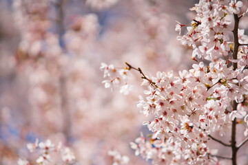 春爛漫の桜の花