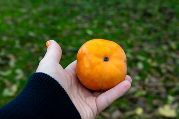 Ripe orange persimmon on tree branches in late autumn in Abkhazia.