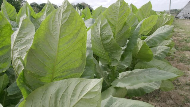 Tobacco plantation in Reparto Conchita, Cuba, Vi&ntilde;ales Valley. 