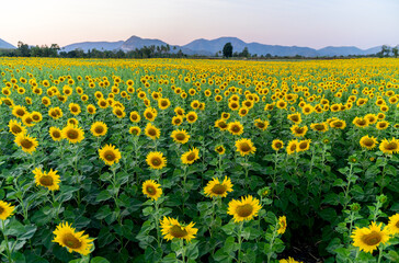 Beautiful sunflower field with mountain and sunset sky,