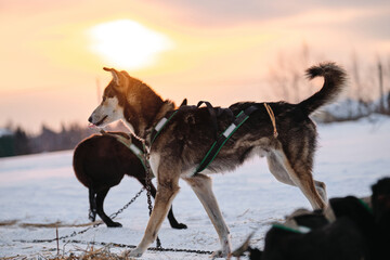 Fototapeta na wymiar The Northern sled dog breed Alaskan Husky is chained to steak out in snow in winter before start of race. Sporting mestizos at sunset. Dogs gain strength running training.