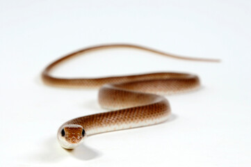 Rufous Beaked Snake // Schnabelnasennatter (Rhamphiophis rostratus)
