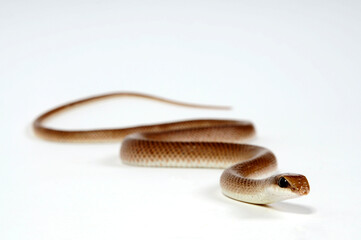 Rufous Beaked Snake // Schnabelnasennatter (Rhamphiophis rostratus)