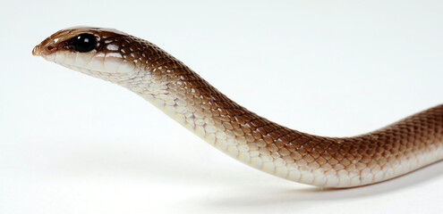 Schnabelnasennatter // Rufous Beaked Snake (Rhamphiophis rostratus)