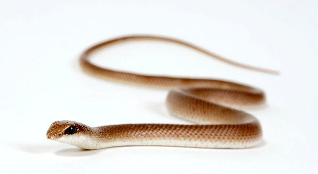 Schnabelnasennatter // Rufous Beaked Snake (Rhamphiophis rostratus)