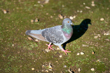 A pigeon walking in a city park