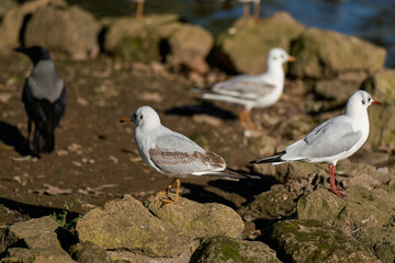 Three seagulls and an hooded crow at Villa Borghese city park in Rome