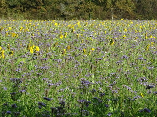 Phacelia tanacetifolia and sunflower field