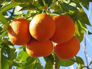 apricots on a tree