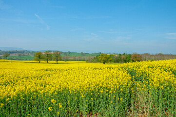 Yellow fields of summer.