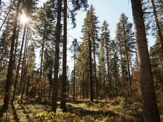 Wälder von Ibach im Hotzenwald im Naturpark Südschwarzwald. Baden-Württemberg. Prächtiger...