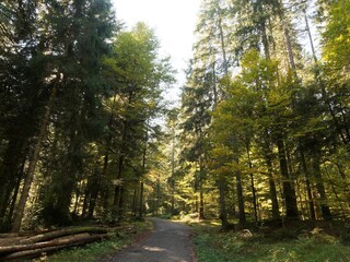 Wälder von Ibach im Hotzenwald im Naturpark Südschwarzwald. Herrlicher Schwandwald und Kirschspielwald um die Dörfer Oberibach und Unteribach, Weiler Mutterslehen, Gehöft Lindau