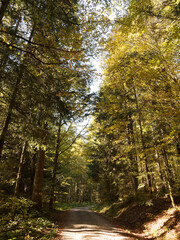 Wälder von Ibach im Hotzenwald im Naturpark Südschwarzwald. Baden-Württemberg. Prächtiger Buchen- und Nadelwald in herbstlichen Farben entlang des Panoramaweges