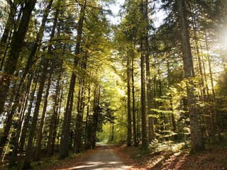 Wälder von Ibach im Hotzenwald im Naturpark Südschwarzwald. Baden-Württemberg. Prächtiger...