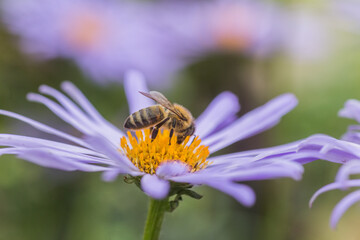 Aster alpinus or Alpine aster purple or lilac flower with a bee collecting pollen or nectar. Purple flower like a daisy in flower bed.