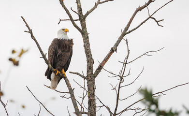 Autumn bald eagle on tree branch