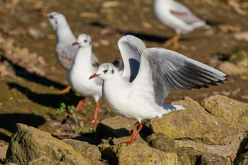 Seagulls at Villa Borghese city park in Rome