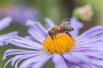 Aster alpinus or Alpine aster purple or lilac flower with a bee collecting pollen or nectar. Purple flower like a daisy in flower bed.