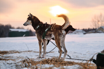 Naklejka premium The Northern sled dog breed Alaskan Husky is chained to steak out in snow in winter before start of race. Sporting mestizos at sunset. Dogs gain strength running training.