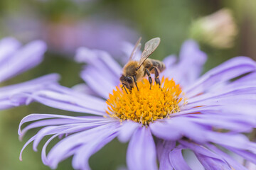 Aster alpinus or Alpine aster purple or lilac flower with a bee collecting pollen or nectar. Purple flower like a daisy in flower bed.