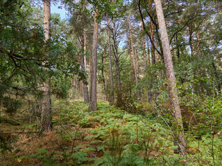 Lush green forest with fern and tall pine trees in autumn. Wilderness in nature